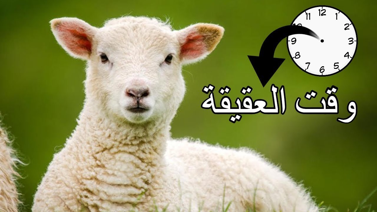 ما هي شروط العقيقة للمولود