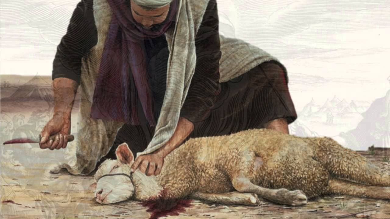 أحكام الأضحية وشروطها وسننها وحكمة مشروعيتها بالتفصيل