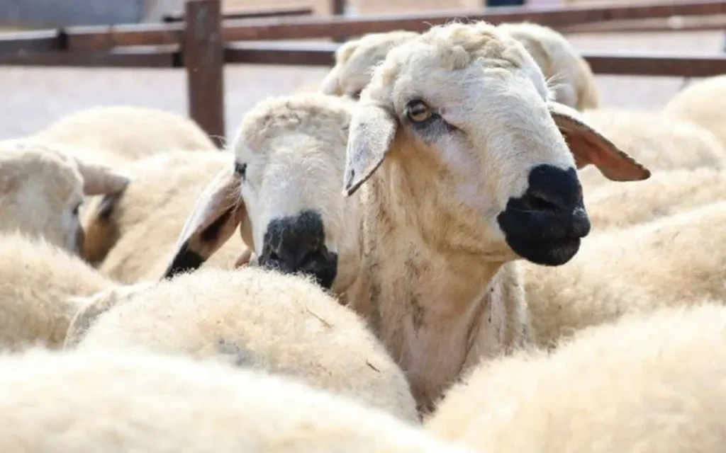 الأضحية في الإسلام